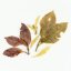 Point of View - Bada Shan Ye Sheng 2022 - 200 g - Weight: 25g