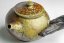 Jonathan Steel Anagama Wood Handle Kyusu no.2 - 160ml