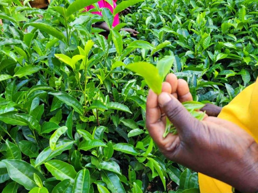 Uganda Tea Set - 3*25g