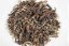 Uganda Sun Dried "Bai Mu Dan" 2025 - 50g