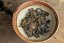 Zuo Ruyu Zhangping Shui Xian Oolong/White Blend 2022 - 8g