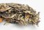 Chiang Rai Gushu Bai Cha 2024 - 100g