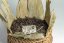2006 An Hui Lu An Heicha Basket - Váha: 500g