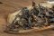 Sri Lanka T-artZ Handcrafted Oolong - 30g