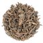 Chiang Rai Gushu Shu Cha 1/2023 - 50g