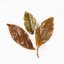 Nature Farming GABA oolong 2025 - 50g