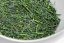 Ishidera Fukamushi Sencha 2025 - 50g
