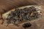 Sri Lanka T-artZ Handcrafted Oolong - 30g