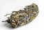Jungle Flow - Chiang Rai Gushu Sheng 3/2024 - 100g