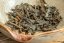Jungle Flow - Chiang Rai Gushu Sheng 3/2024 - 100g