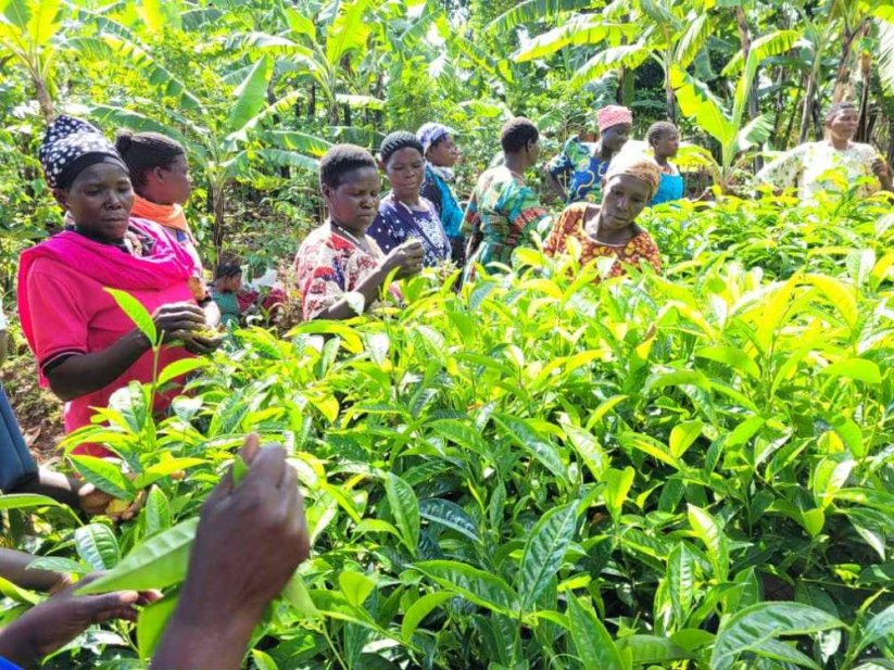 Uganda Tea Set - 3*25g