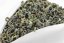 Shizuoka Kanayamidori Oolong 2025 - 50g