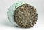 Chiang Rai Gushu Sheng 3/2026 - 100g