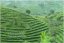 The Tea Sommelier: The Art of Selecting, Pairing and Appreciating the World's Finest Teas
