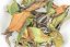 Etseri White First Flush 2024 - 25g
