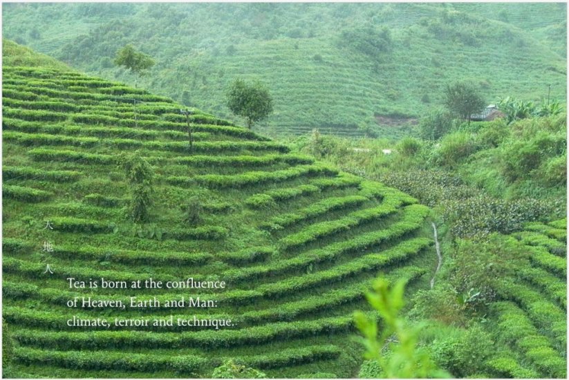 The Tea Sommelier: The Art of Selecting, Pairing and Appreciating the World's Finest Teas