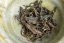 Darjeeling Takdah Rosse Musk SF2026 - 50g