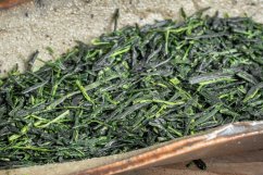 Kamo Kabuse Okumidori Premium 2026 - 50g