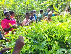 Uganda Tea Set - 3*25g