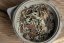 Chiang Rai Gushu Bai Cha 2026 - 100g