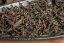 Darjeeling Takdah Rosse Musk SF2026 - 50g