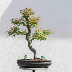 Javor dlanitolistý - Acer palmatum