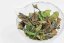 Etseri White First Flush 2024 - 25g