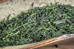 Kamo Kabuse Okumidori Premium 2026 - 50g
