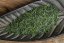 Kagoshima Matsu Jirushi Kabusecha 2025 - 50g