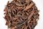 Lincang Yabao Black Buds 2026 - 30g