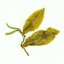 Gui Hua Osmanthus Oolong  2026 - 50g