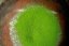 Matcha Super Premium Gokou 2026 - 30g